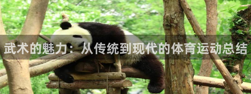 风速体育app下载安装最新版本：武术的魅力：从传统到现代的体育运动总结
